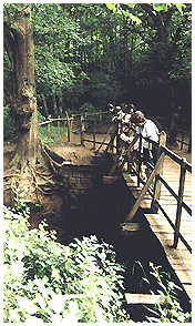  Auf der Poohsticks-Bridge ... 