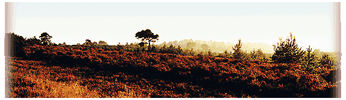  Das Heather gl&uuml;ht  Sonnenuntergang am ENCHANTED PLACE ... 
